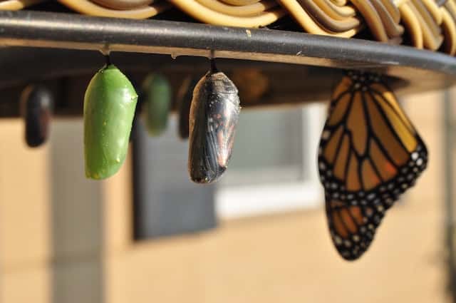 Photo of chrysalis by Suzanne D Williams from Unsplash