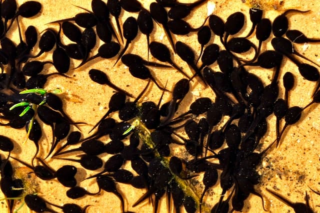 Photo of tadpoles by James Wainscoat from Unsplash