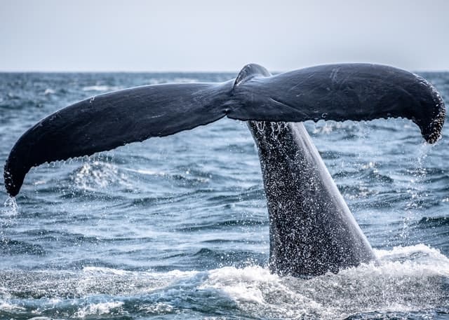 Whale's tail photo by Richard Sagredo from Unsplash