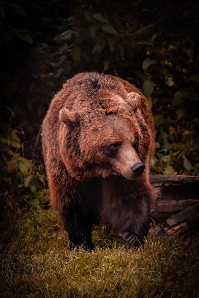 Brown Bear by Daniel Diesenreither from Unsplash