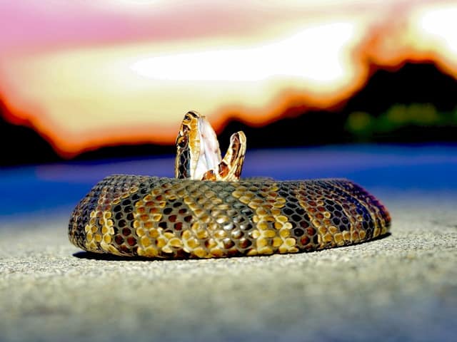 Cottonmouth Snake by Bradley Feller from Unsplash