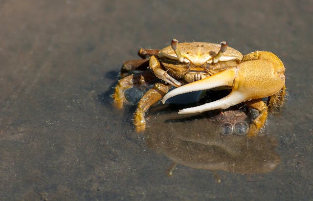 Crab by Pixabay from Pexels