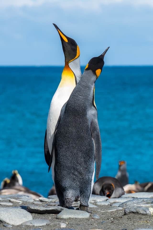 Emperor Penguins by Paul Carroll Y from Unsplash