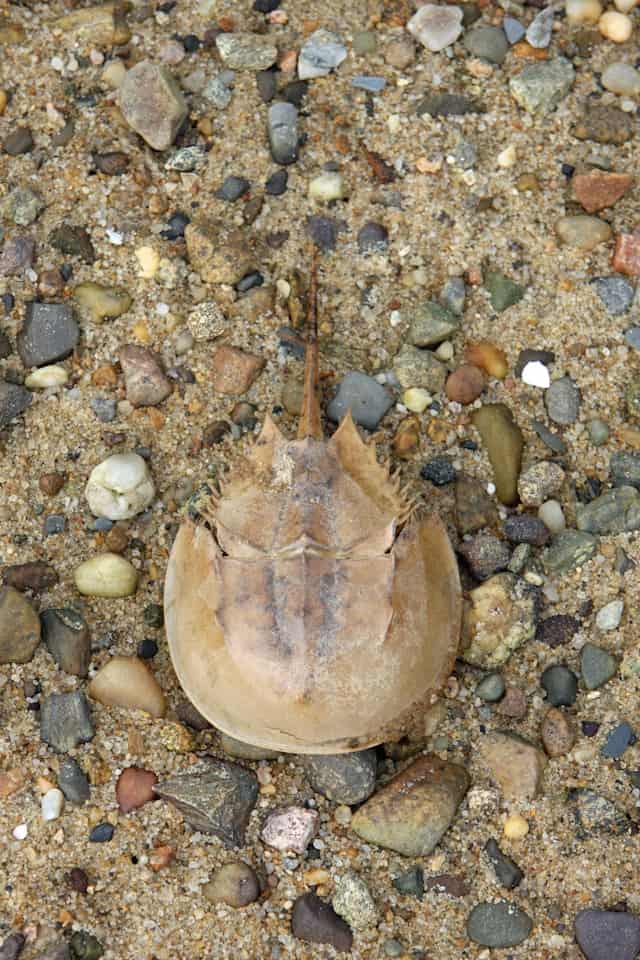 Horseshoe Crab by David Trinks from Unsplash