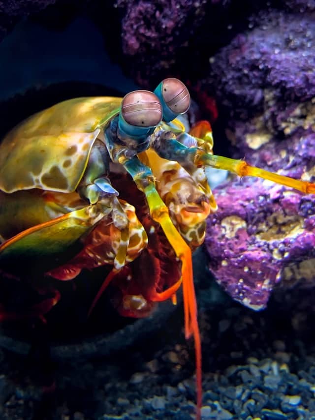 Peacock Mantis Shrimp by William Warby from Unsplash