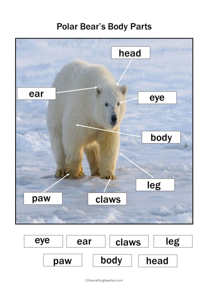 Polar Bear, Polar Bear, What Do You Hear? Polar Bear Body Parts Activity #1