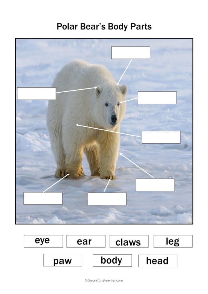Polar Bear, Polar Bear, What Do You Hear? Polar Bear Body Parts Activity #2