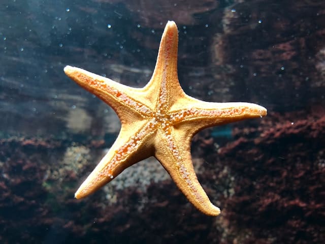 Starfish by Clara Cordero from Unsplash