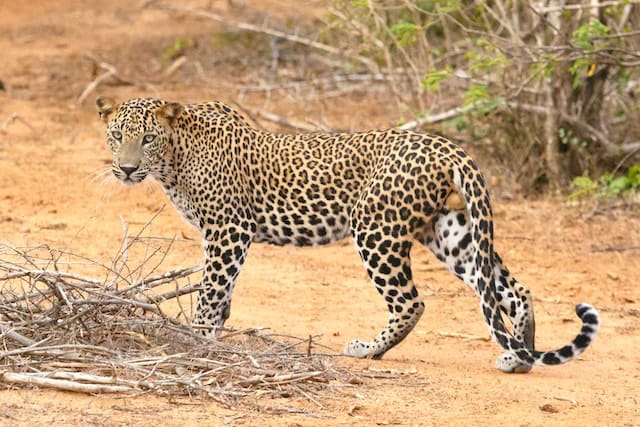 Leopard by Geoff Brooks from Unsplash