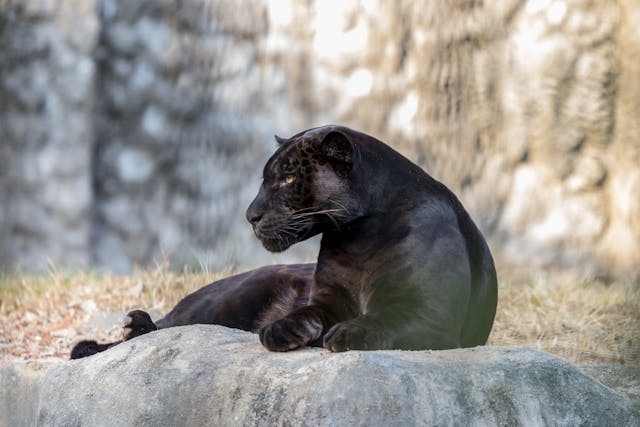 Panther (black leopard) by Denishan Joseph from Pexels