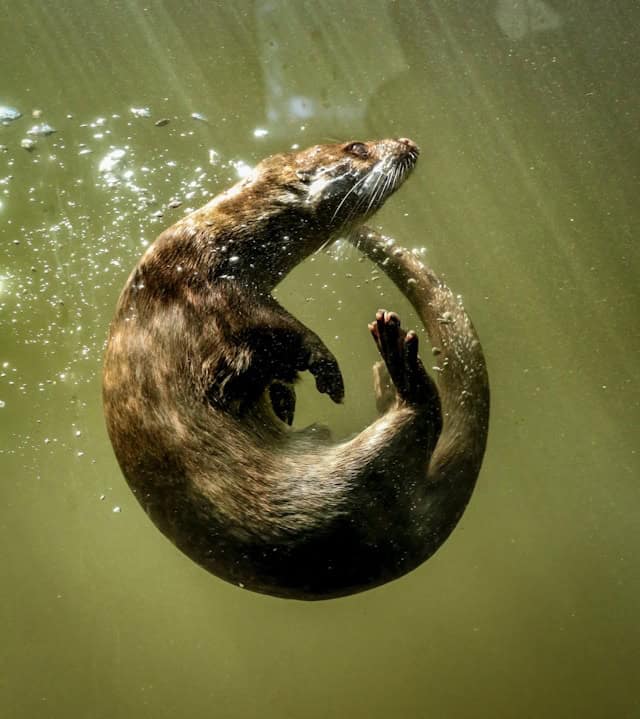 Diving otter by Ray Harrington from Unsplash