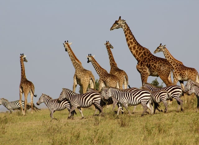 Masai Giraffes and Zebras in the Masai Mara National Reserve by Heather M. Edwards from Unsplash.