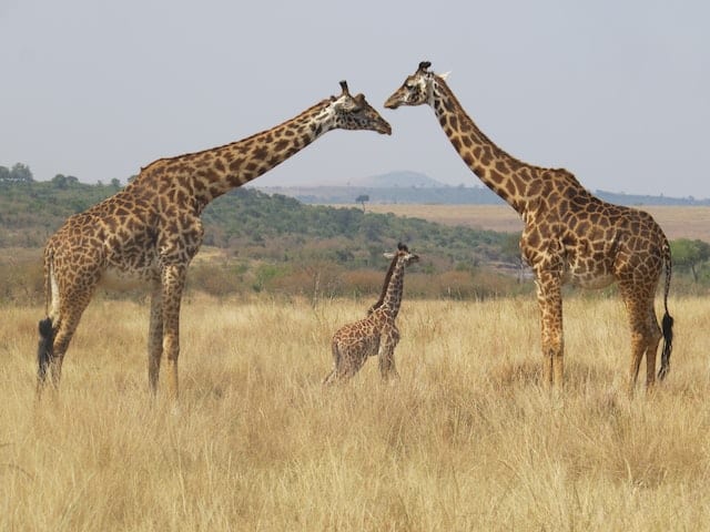 Masai Giraffe family by Melissa Van Niekerk from Unsplash.