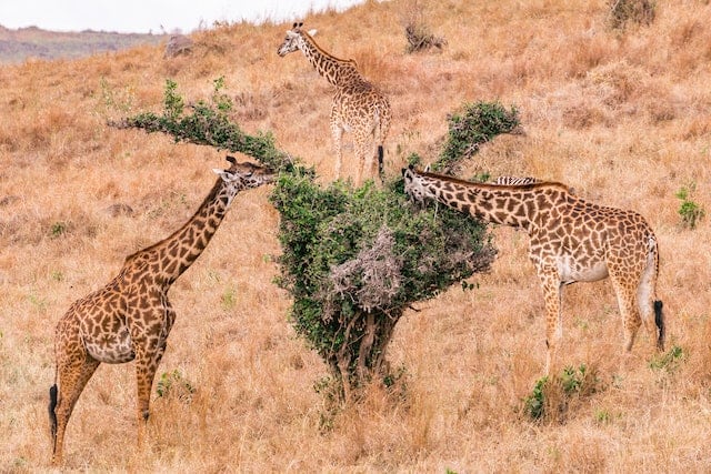 Masai Giraffes by Antony Trivet from Pixels.