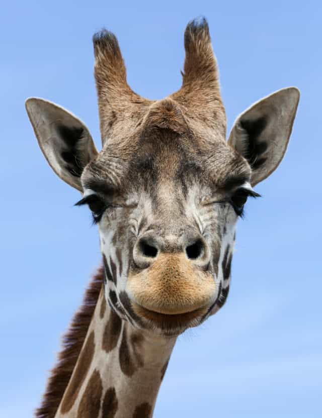 Northern Giraffe by Slava Abramovitch from Unsplash.