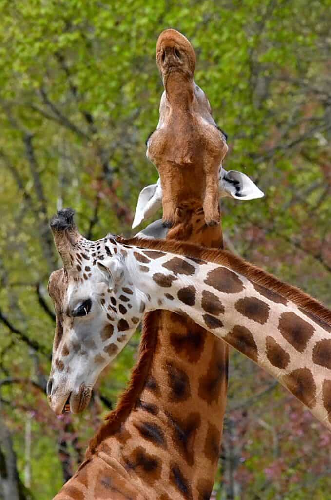 Northern Giraffes Necking by Jiri Mikolas from Pexels.