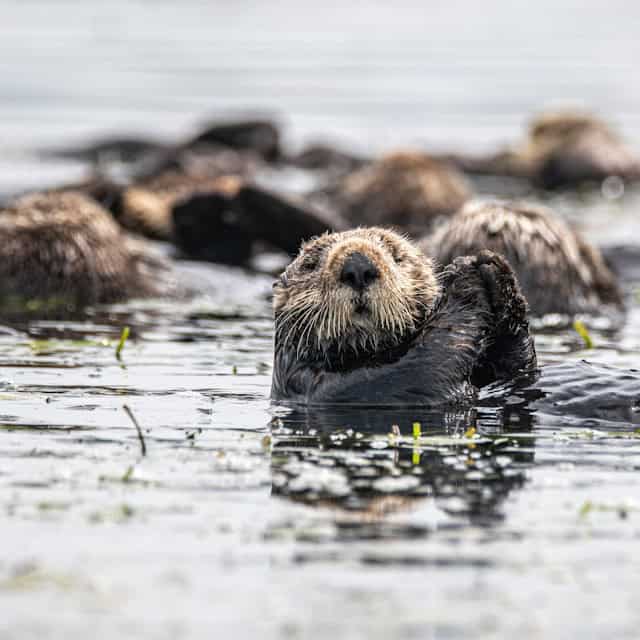 Otter holding its food by Mana from Unsplash