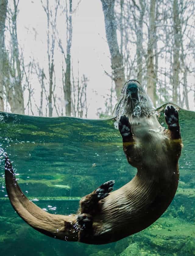 Otter swimming by Ksprack from Pexels