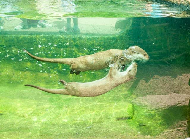 Otters swimming by Ganajp from Pexels