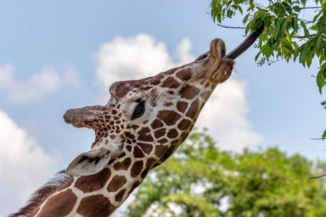 Reticulated Giraffe eating by Slawek K. from Unsplash