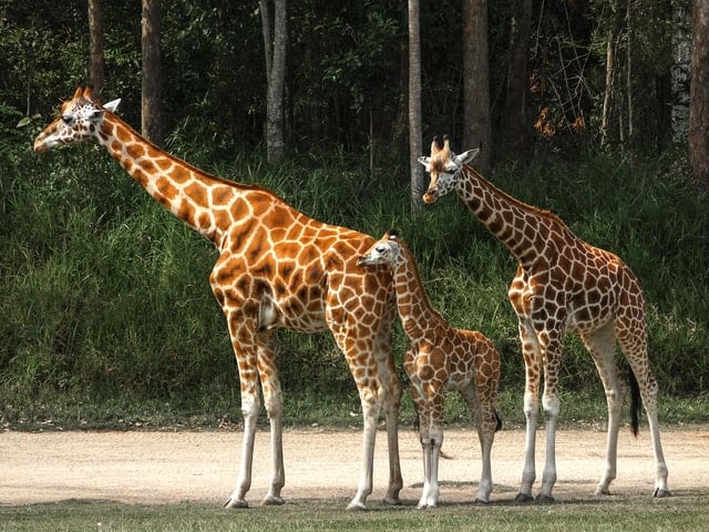 Reticulated Giraffe family by Rae Wallis from Unsplash.