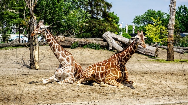 Reticulated Giraffes by Tako Tsiklauri from Pexels