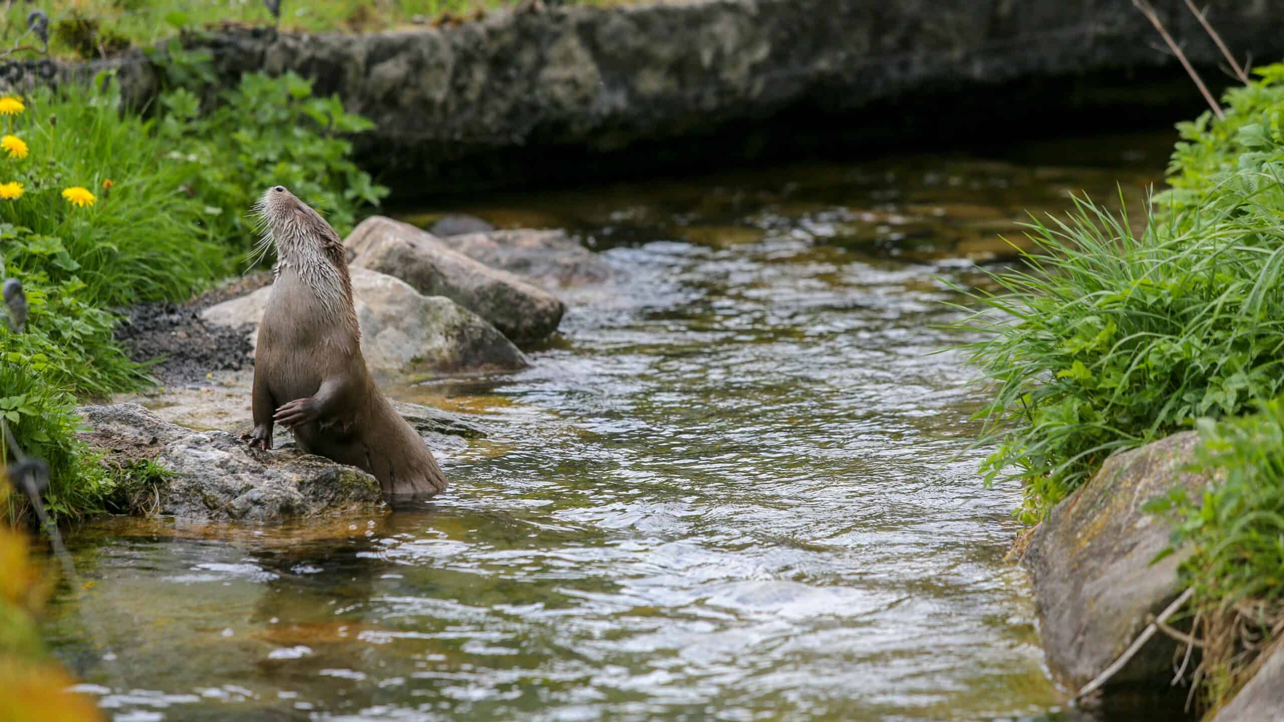 River otter by Benny Staehr from Pexels