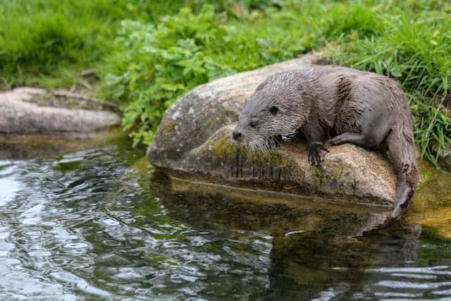 River otter by Benny Staehr from Pexels