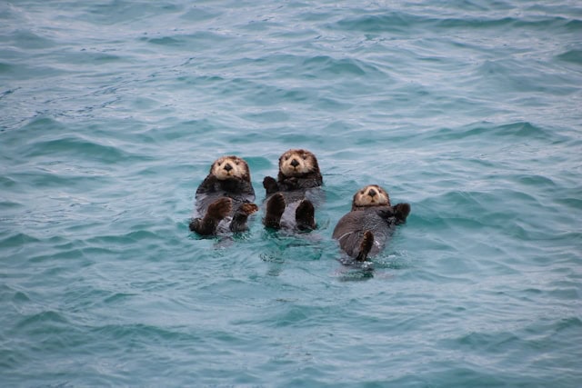 Sea Otters floating by Kedar Gadge from Unsplash