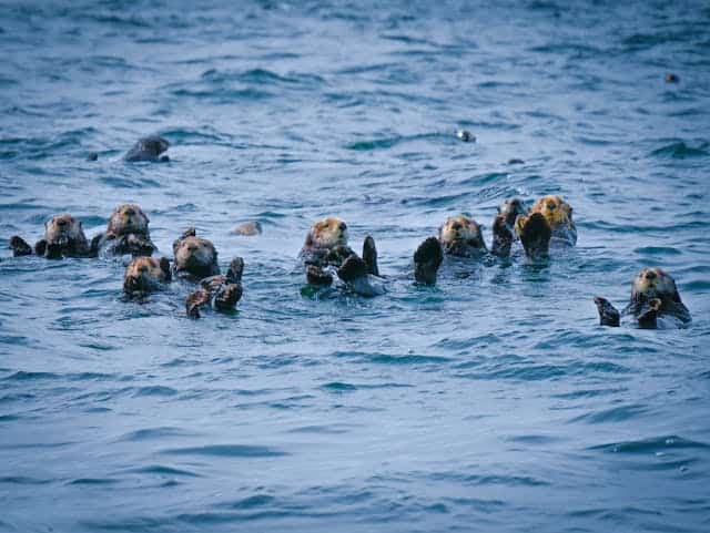 Sea otters by Yajun Dong from Pexels