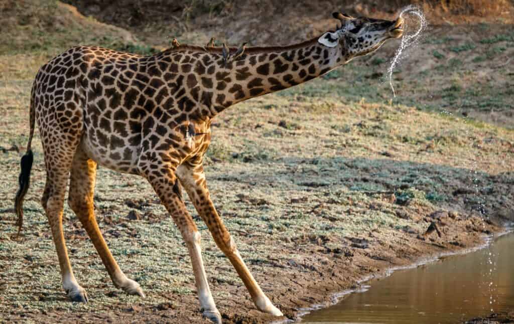 Southern Giraffe drinking water by Harvey Sapir from Pexels.