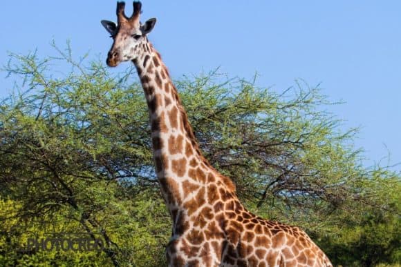 Southern Giraffe on the Savannah.