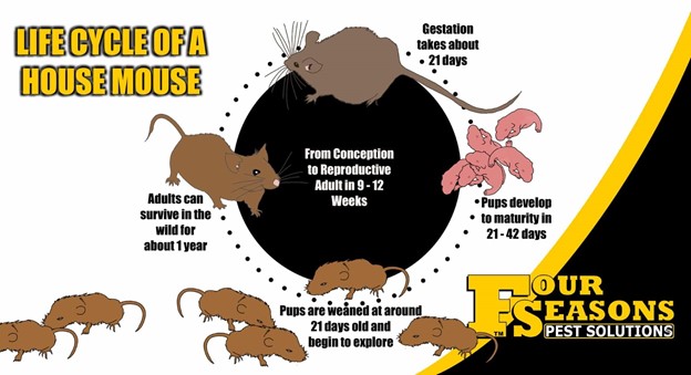 Life Cycle of a Mouse (photo property of Four Seasons Pest Solutions).