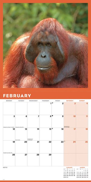 Orangutan Calendar 2