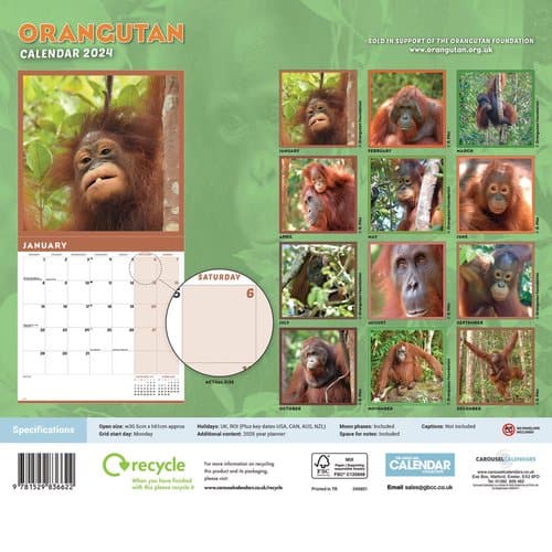 Orangutan Calendar 3