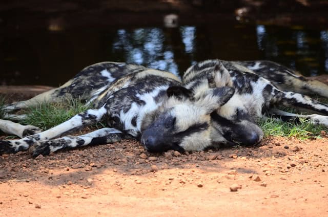 Painted Dog Alpha Couple by Cameron Oxley from Unsplash