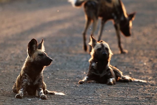 Painted Dog Pack by Jonathan Gensicke from Unsplash