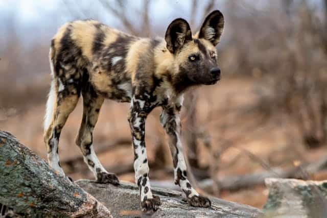 Painted Dog by Frans Van Heerden from Pexels