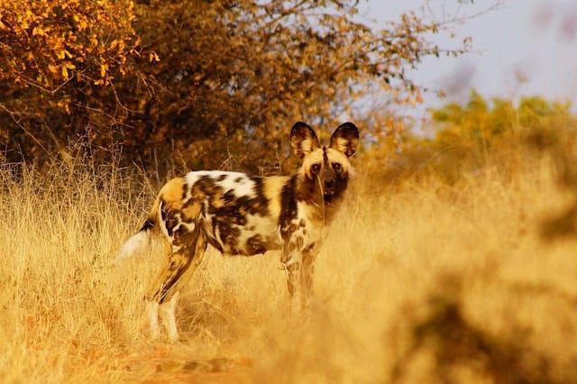 Painted Dog by Leon Pauleikhoff from Unsplash