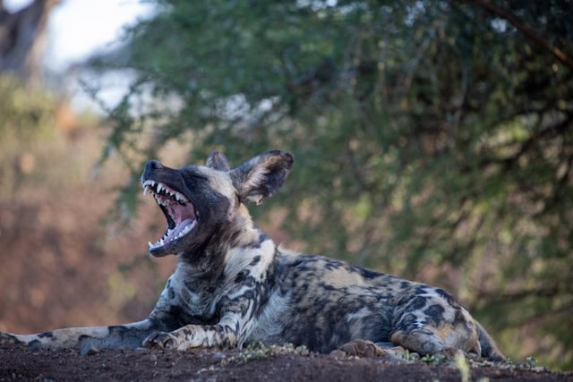 Painted Dog by Matt Burke from Unsplash