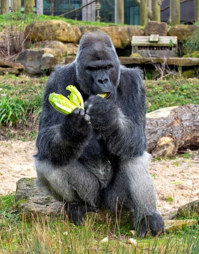 Gorilla eating by David Atkins from Pexels