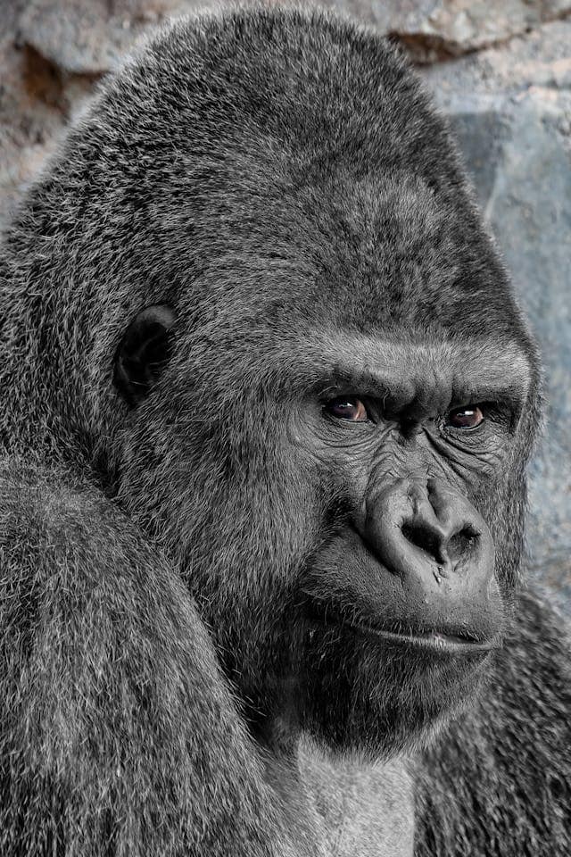 Gorilla observing by Erwan Grey from Pexels