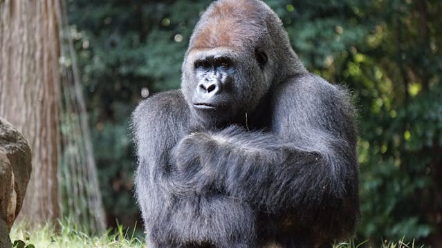 Gorilla with serious expression by Chriscarterux from Pexels