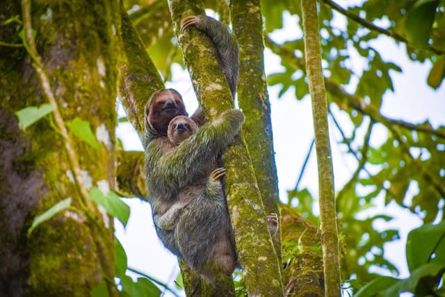 Mama and baby sloths by Claire Finch from Unsplash