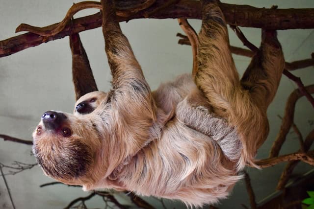 Mama and baby sloths by Zorawar Bhangoo from Unsplash