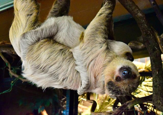 Mama and baby sloths by Zorawar Bhangoo from Unsplash