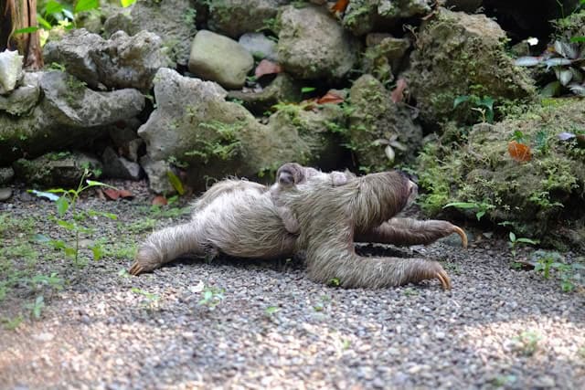 Mama and Baby Sloths crossing by Roger Burkhard from Unsplash