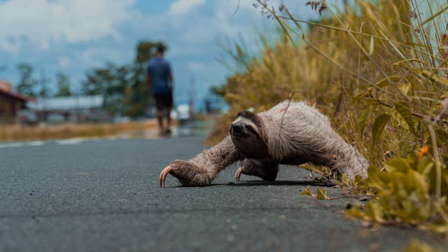 Sloth crossing a street by Gustavo Salazar from Pexels