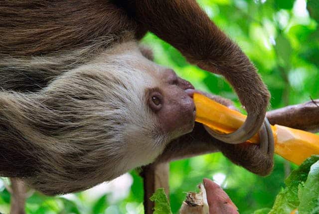 Sloth eating by T6adventures from Pexels