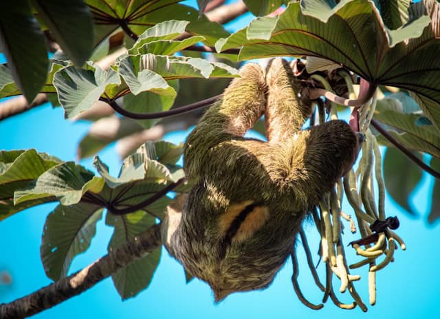 Sloth hanging upside down by Bernd Dittrich from Unsplash